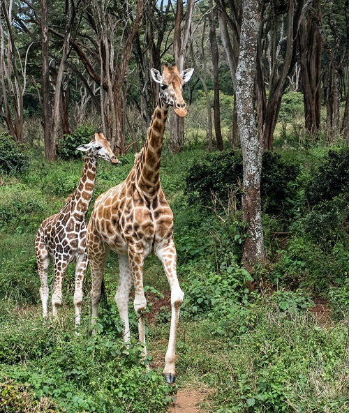 Nairobi Giraffe Safari Park